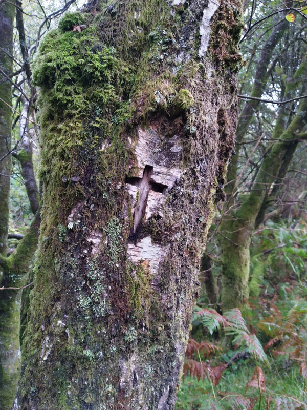 a cross carved on the tree nearby