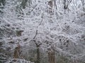 frosty trees