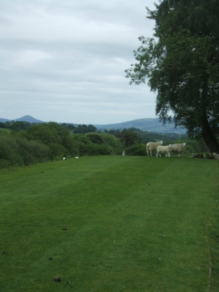 sheep on the golf course