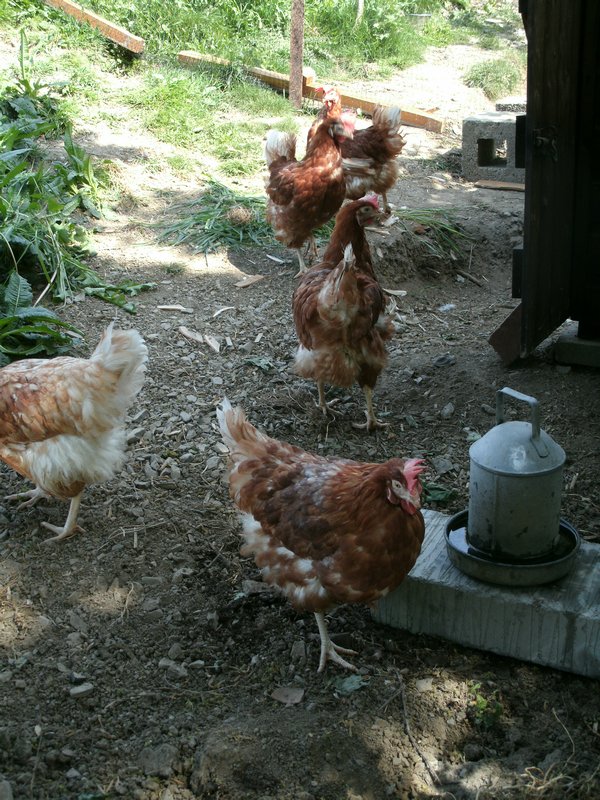 new hens a 012