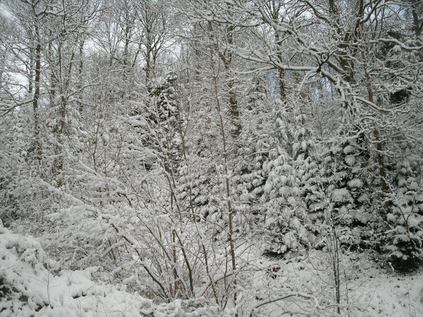 snowscape