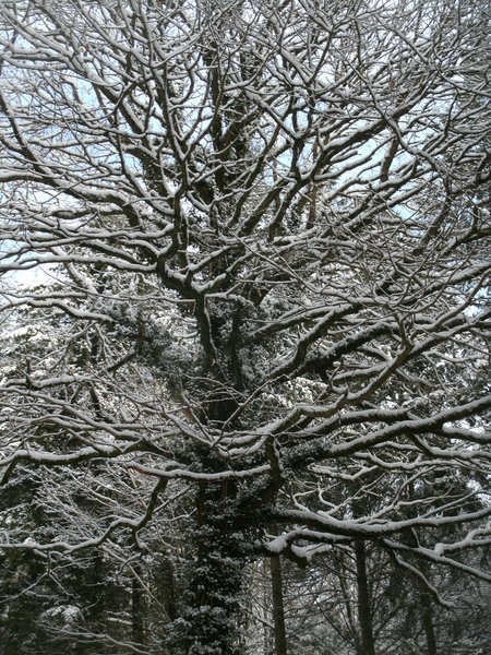 snowy oak