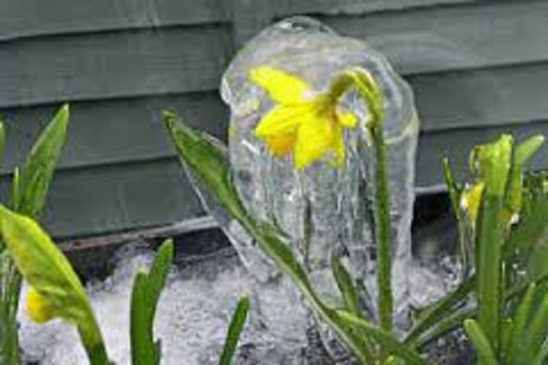 iced daffodil