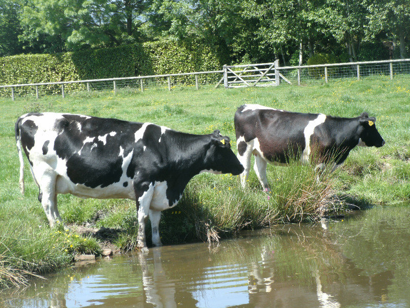 cows paddling