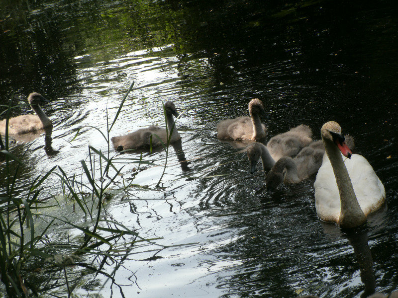and a family of swans