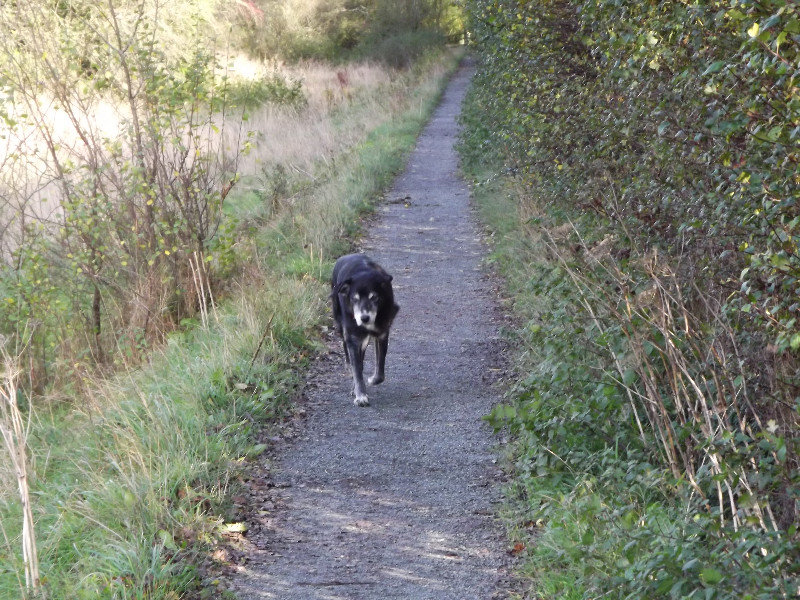 maisie on the towpath