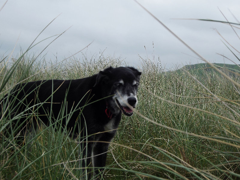 dog in the dunes