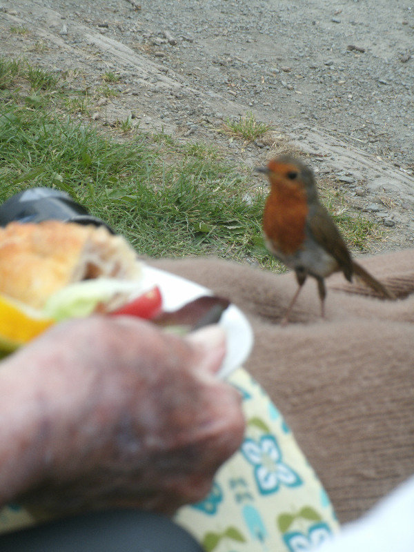this tame robin