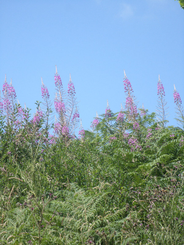 willow herb