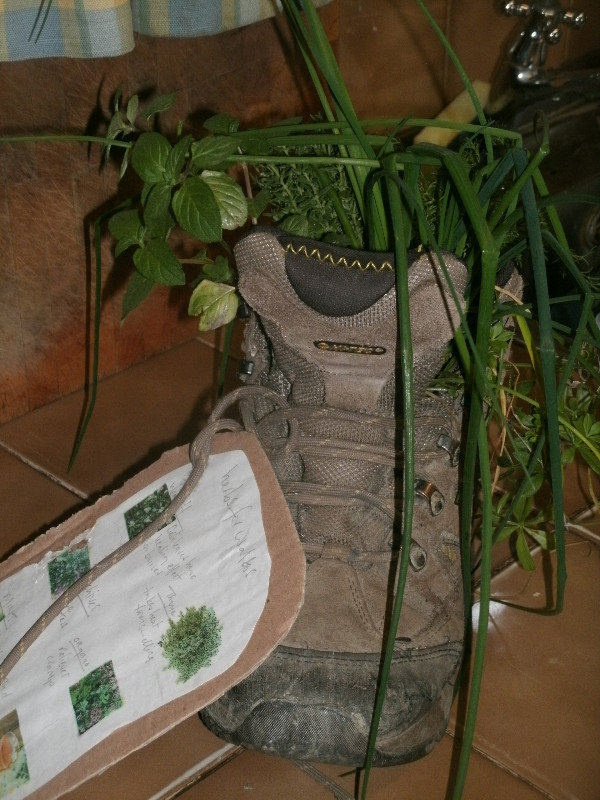 3rd prize for herbs in a boot