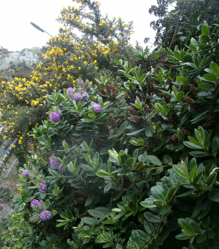 hebe and gorse both flowering