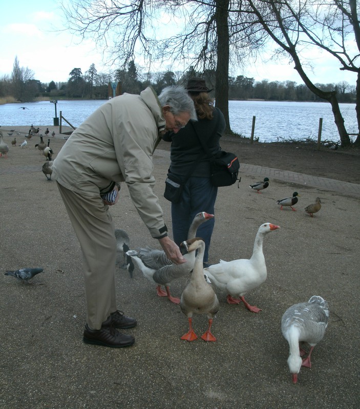 feeding the geese
