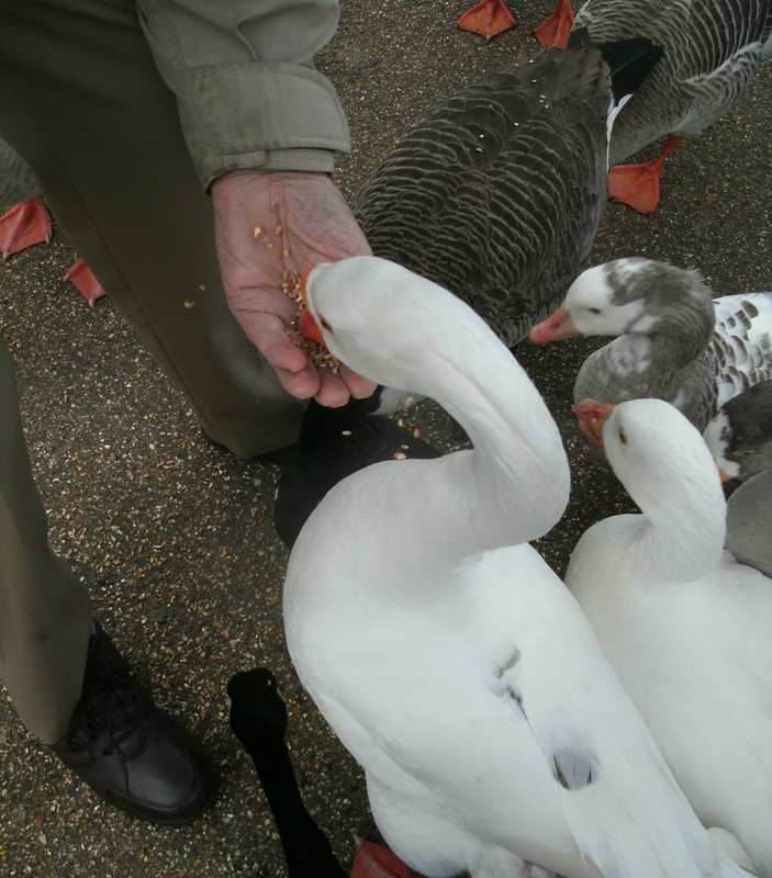 tame geese