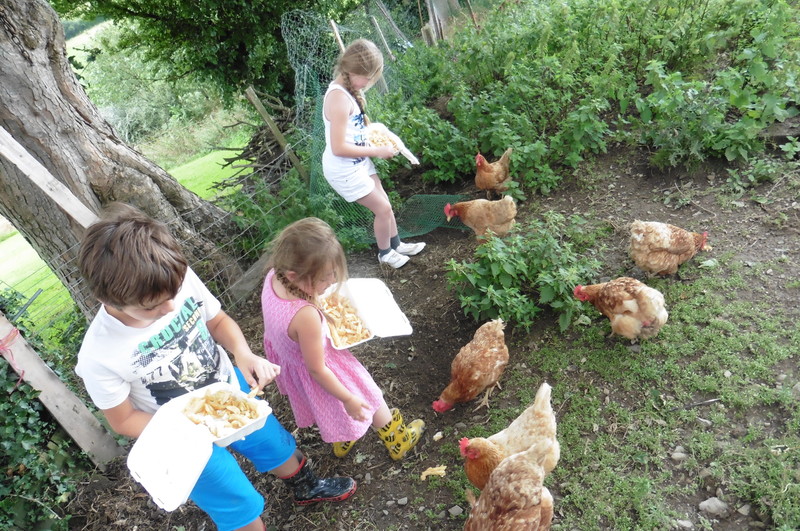 feeding the chickens