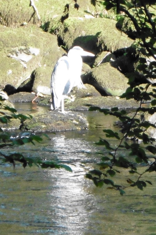 a heron on the other side of the river