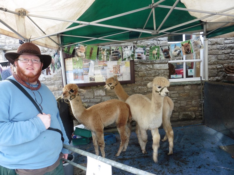 alpacas at the farmers market in Orton