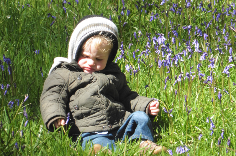 looking at the bluebells