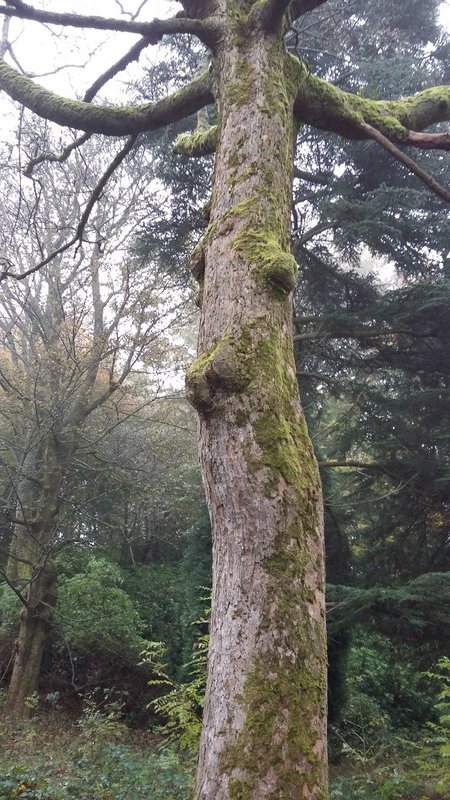 I thought this tree looked like a stag!