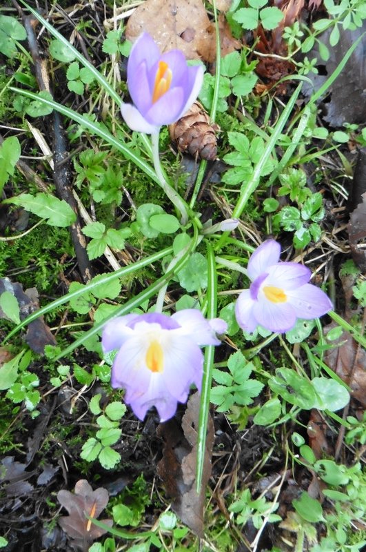 the first crocuses Ive seen this year