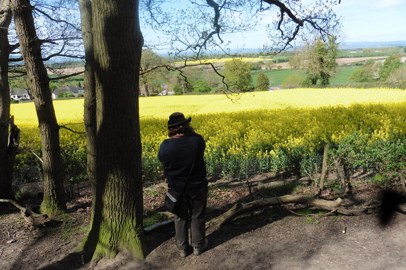 the yellow of the oil seed rape is vivid in Shropshire