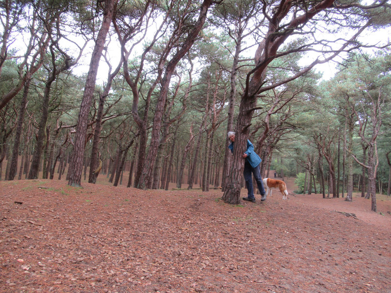 behind the sand dunes are lovely pine woods