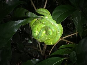 green snake in Curi Cancha