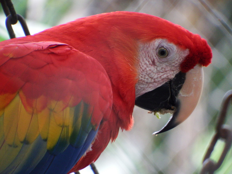 Macaw, rescue centre