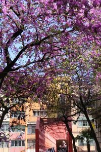 Central Girona in bloom