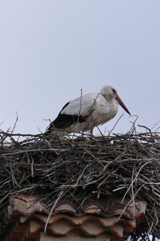 Resident stork?