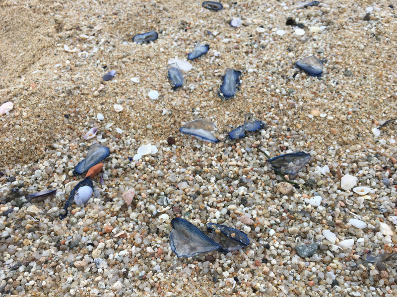 Blue bottle invasion along many east coast beaches
