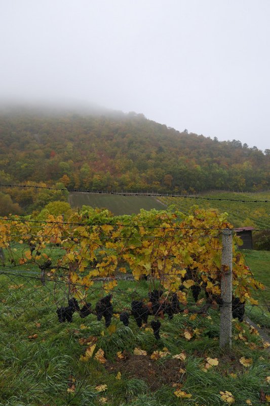 Vineyards near Vienna Woods