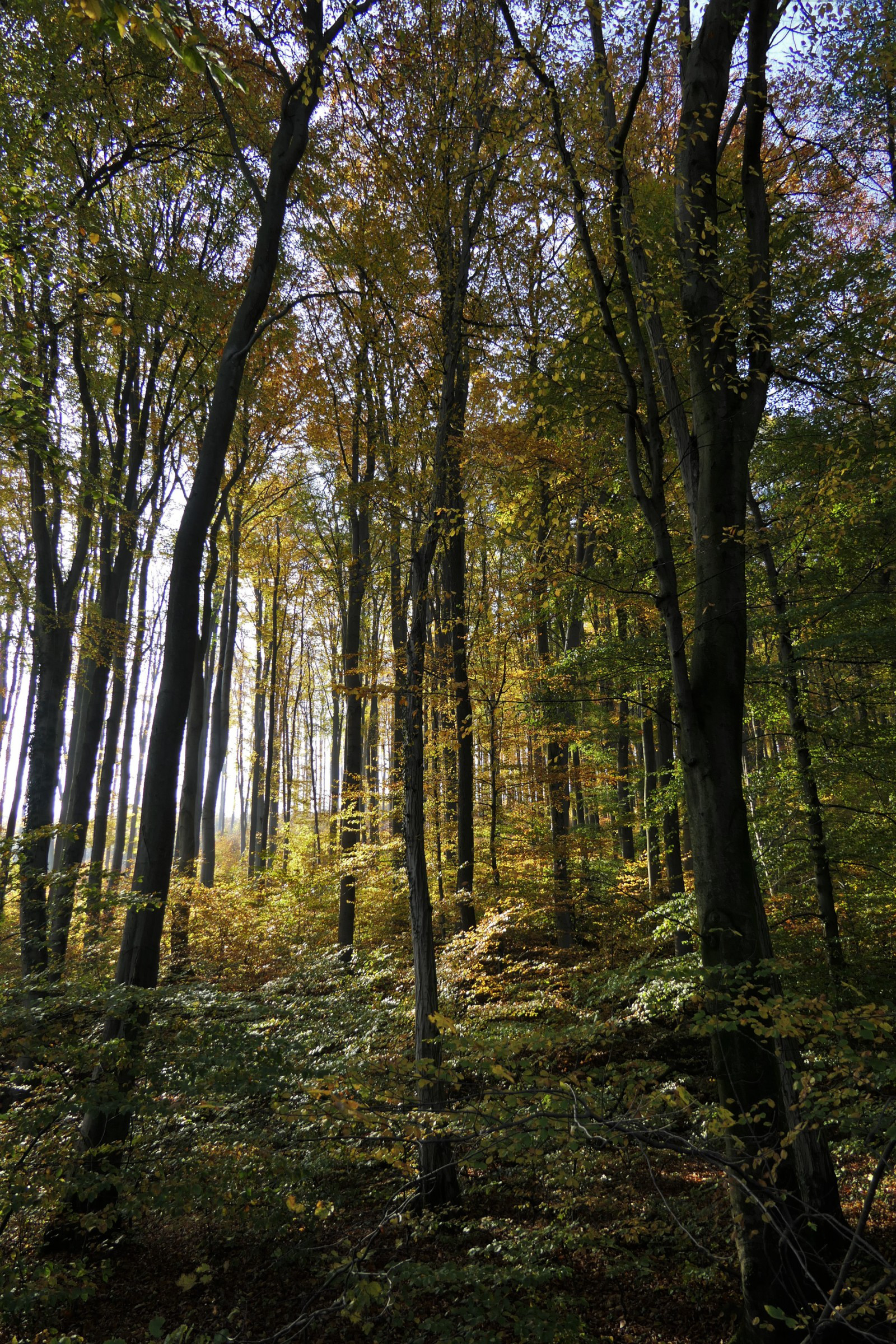 vienna woods vienna woods