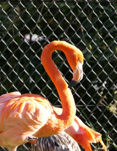 Flamingos outside Antwerp Zoo