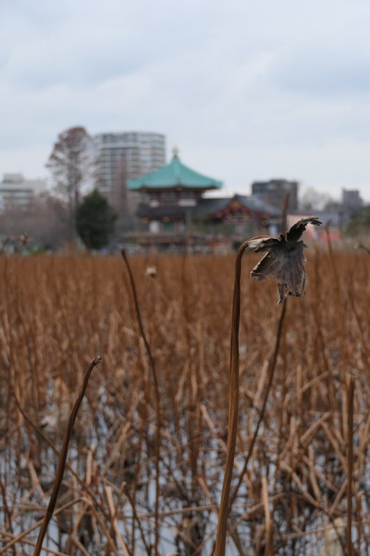 Shinobazu Pond. nr. Ueno