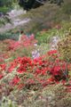 Japanese garden with many azaleas