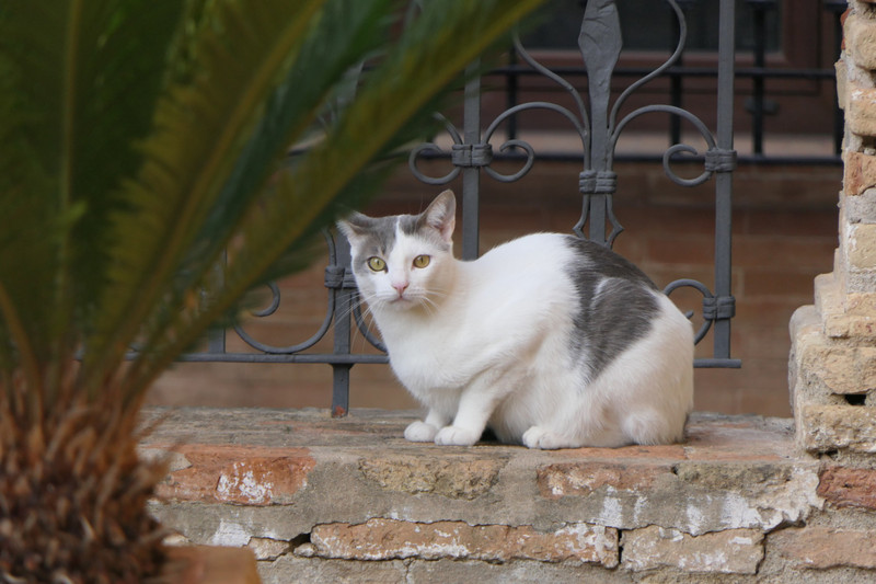 Andujar 'palace cat'