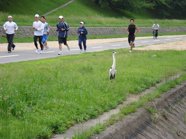 joggers and cranes
