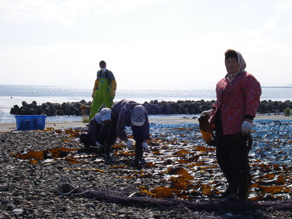 kelp gathering