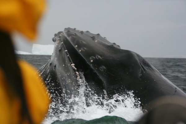 Encounters with humpbacks