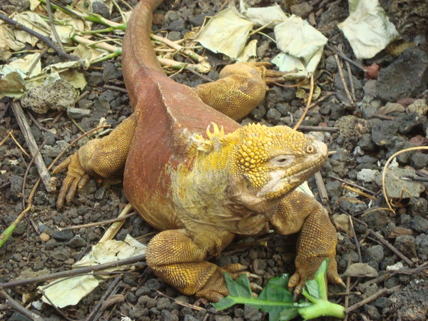 A Land iguana