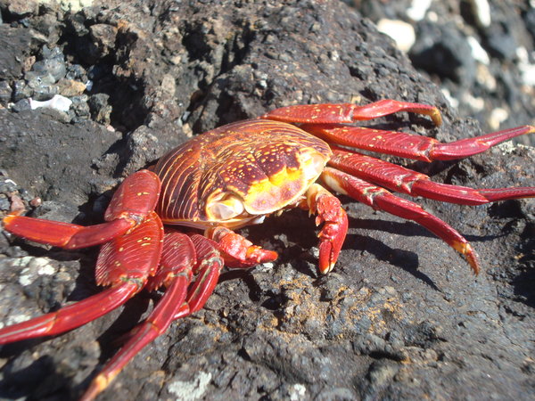 A red crustacean