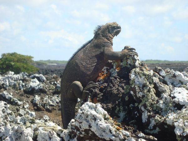 A marine iguana