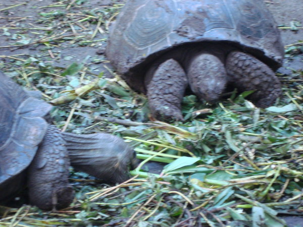 Two land turtles on Floreana