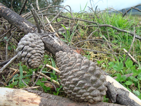 Cotopaxi pinecones