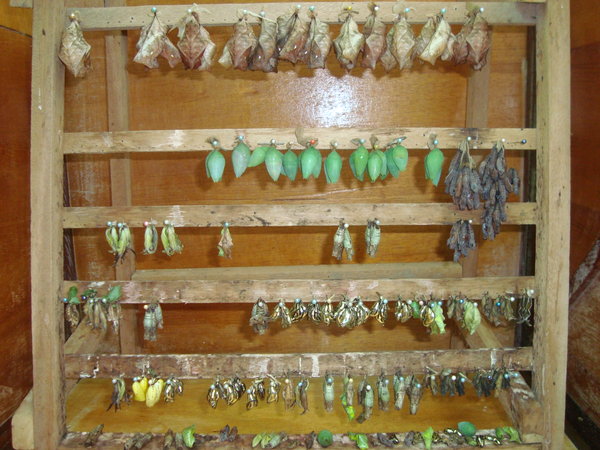 cocoons for sale