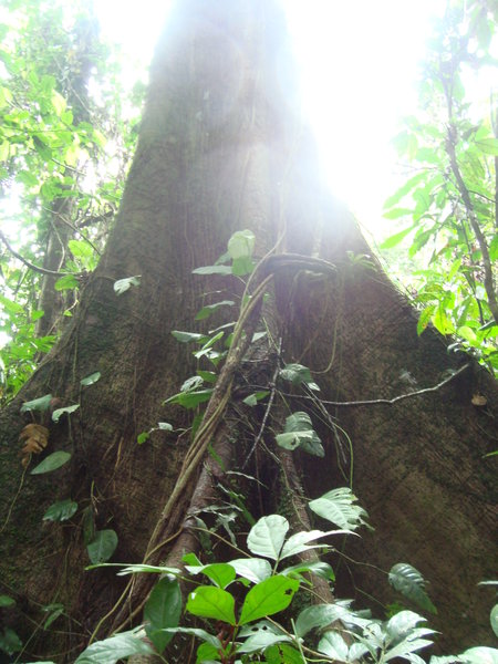 a big balsa or kapok tree