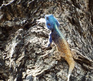Blue gecko of unknown name