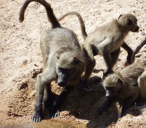 the baboon family