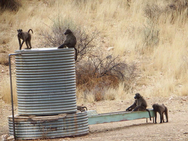 Baboons roadside, day one out of Windhoek