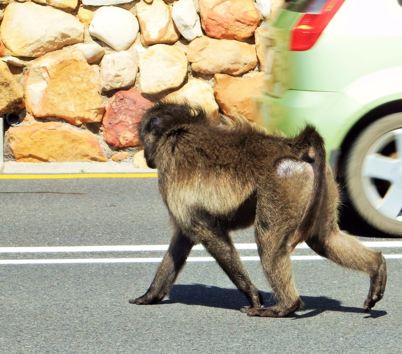 Baboons and traffic